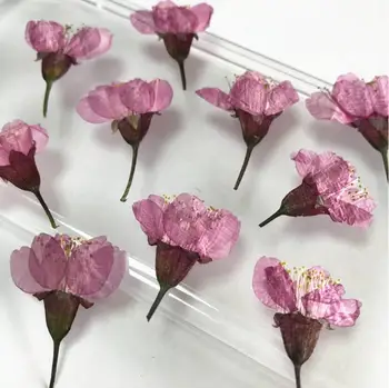 120pcs 3-5cm Presuotų Džiovintų Sakura Gėlių, Augalų Herbariumas Dėl Epoksidinės Dervos Papuošalai Padaryti Atviruką Foto Rėmelis Amatų 