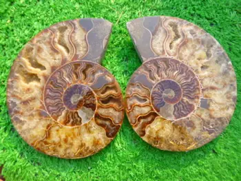 940g(2.06 lb), 1 Porą, Pusę Sumažinti Ammonite Shell Iškastinio Pavyzdys Madagaskaras